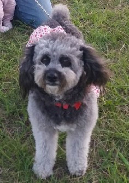 Lulú