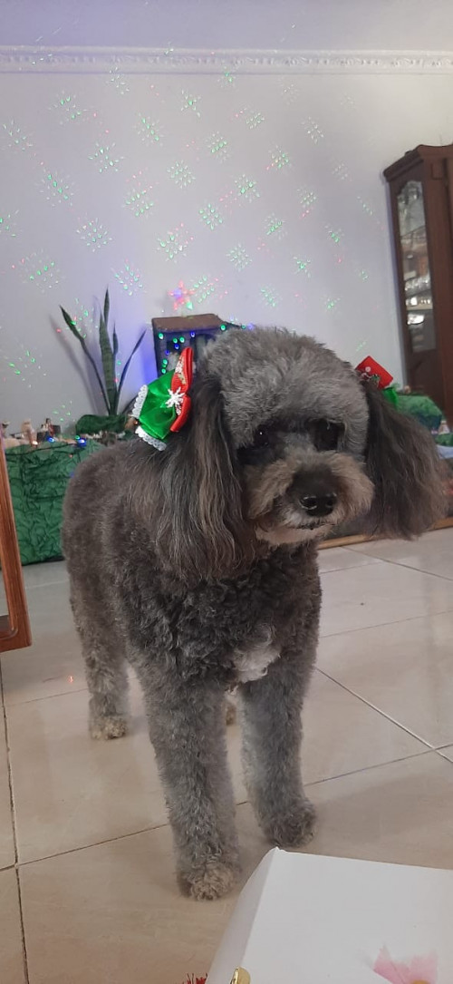 Lulú