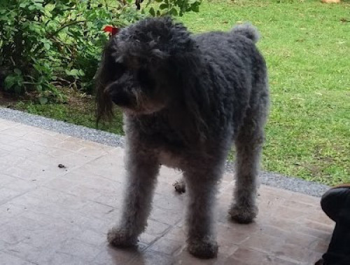 Lulú