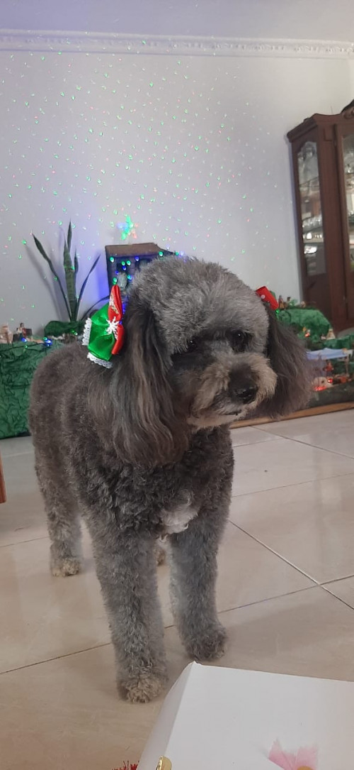 Lulú
