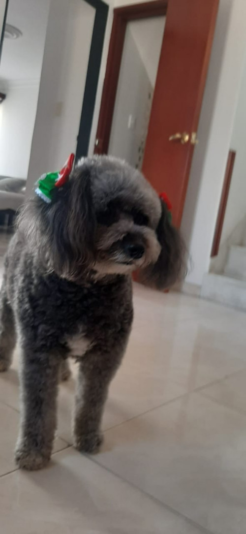 Lulú