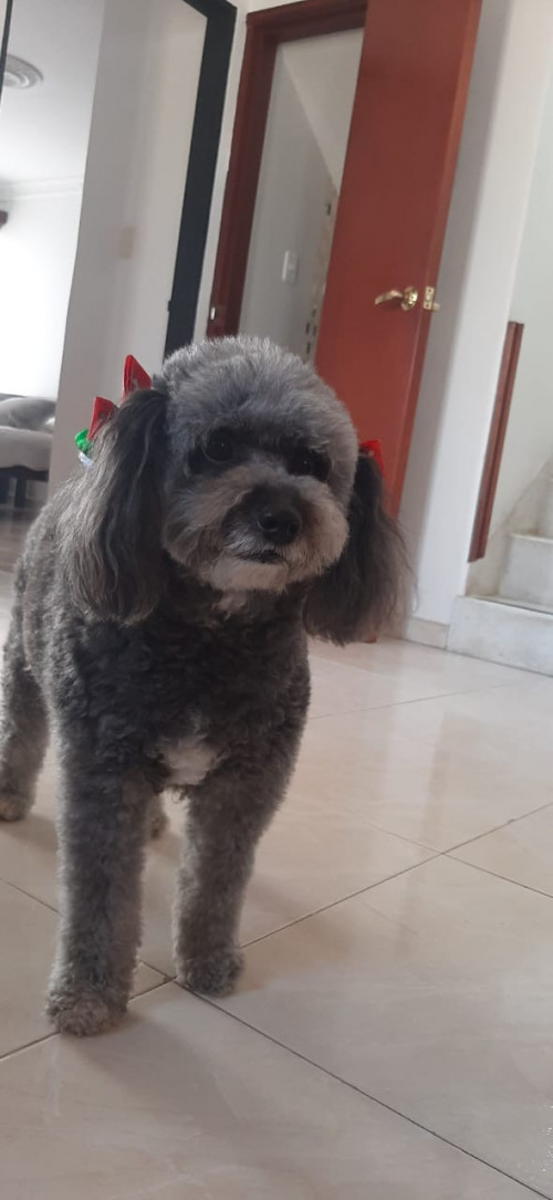 Lulú