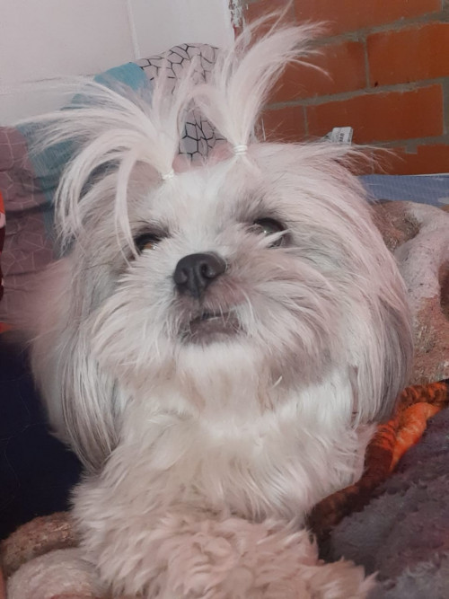 Princesa