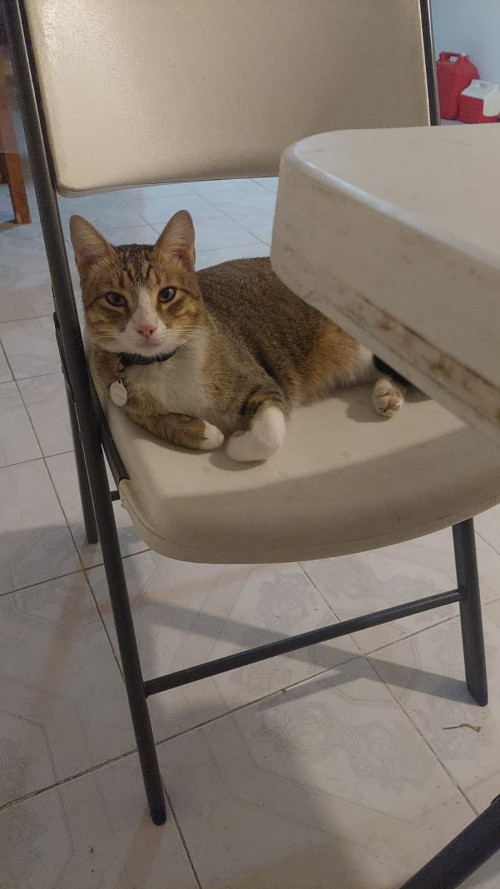 Michi
