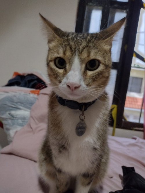 Michi