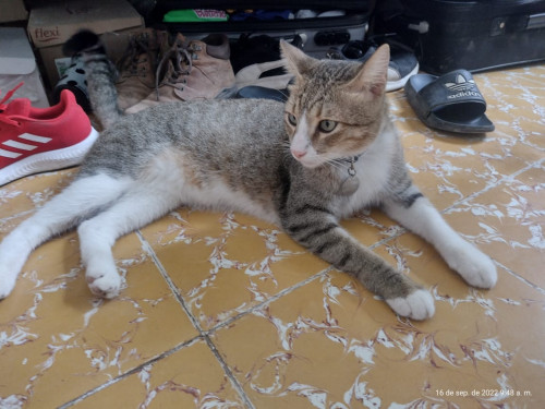 Michi