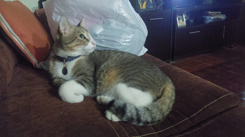 Michi
