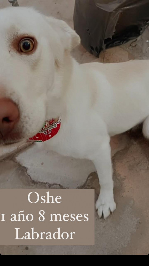 Oshe