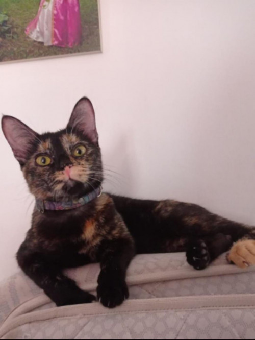 Estrellita