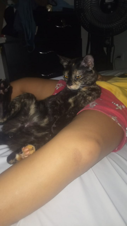 Estrellita