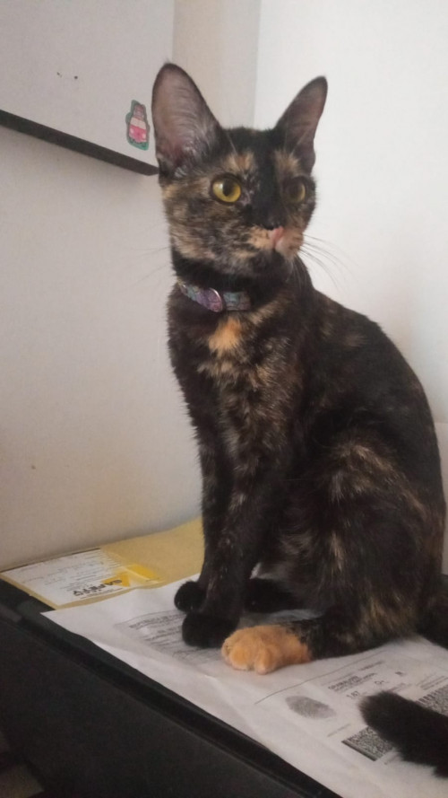 Estrellita