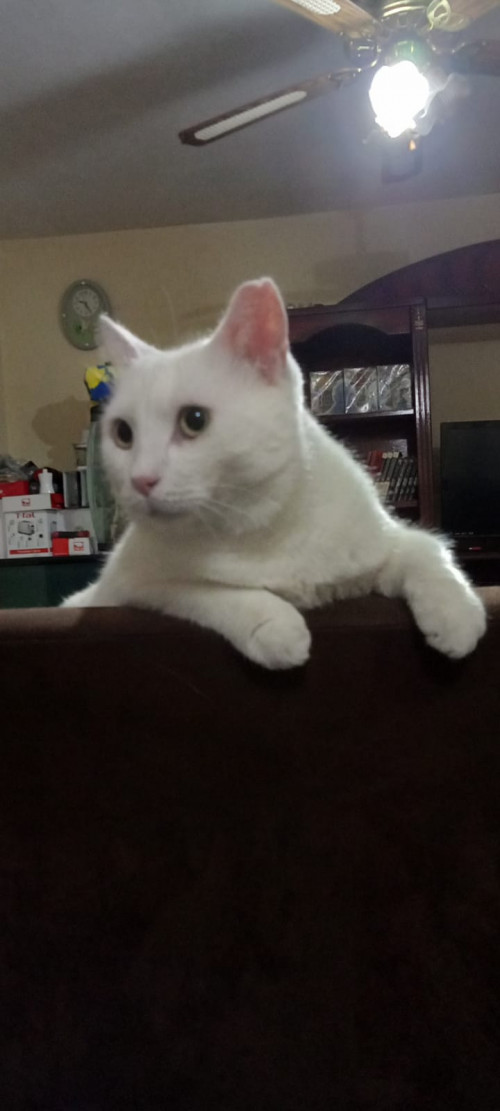 Queso