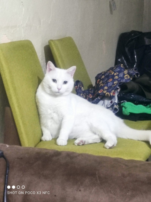 Queso