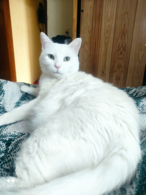 Queso