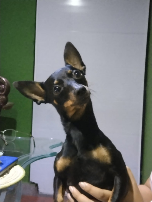 Rocky