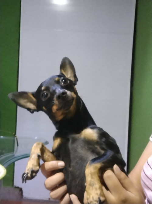 Rocky