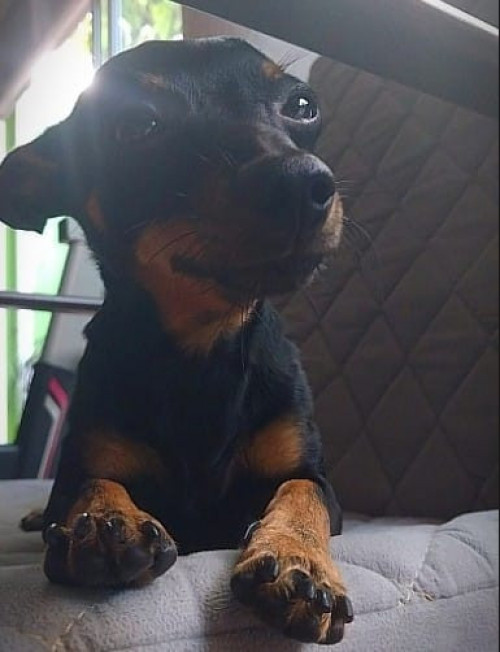 Rocky