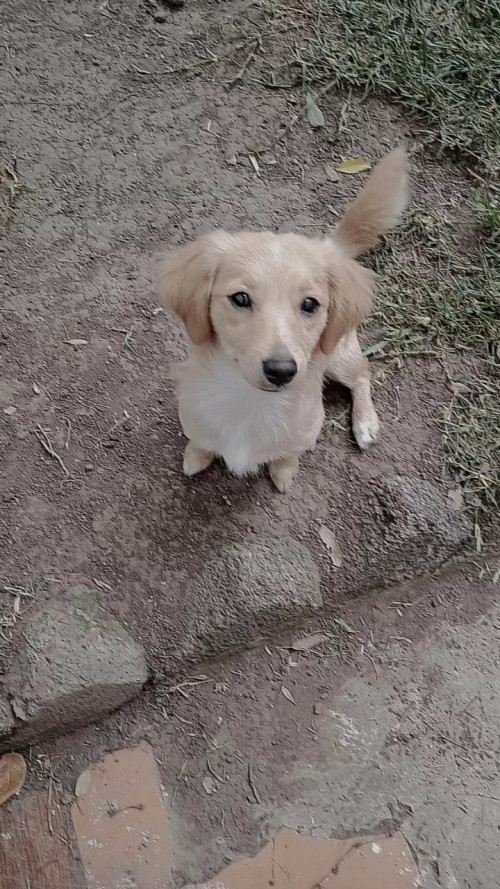 Kika