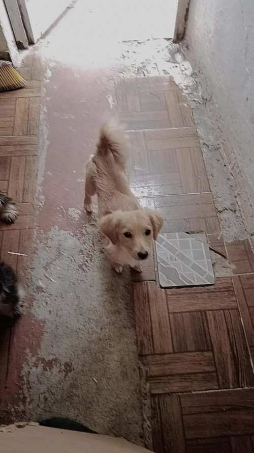 Kika