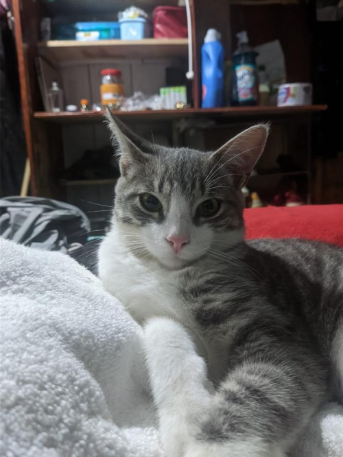 Alan