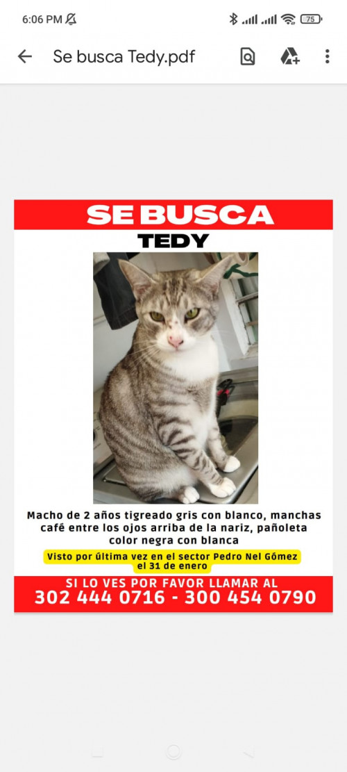 Tedy