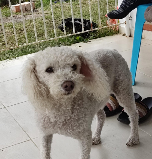 Perla