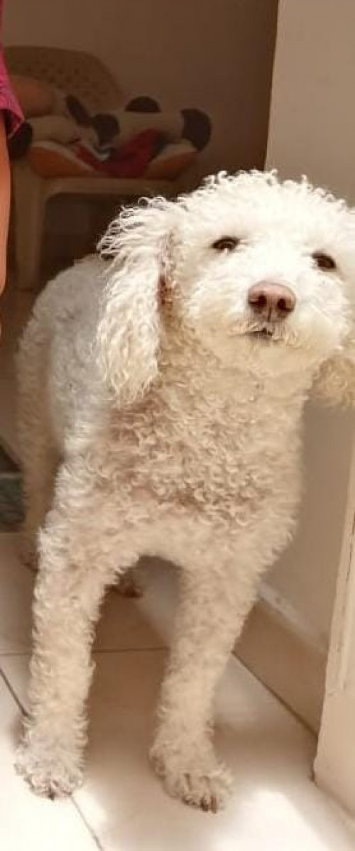 Perla
