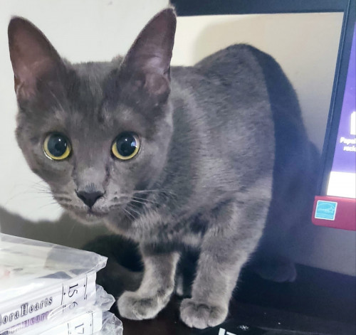 Luna