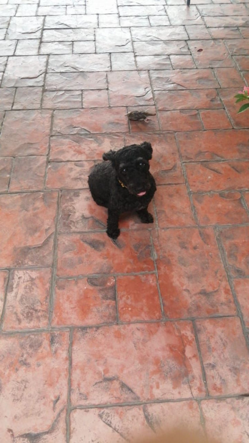 Nena