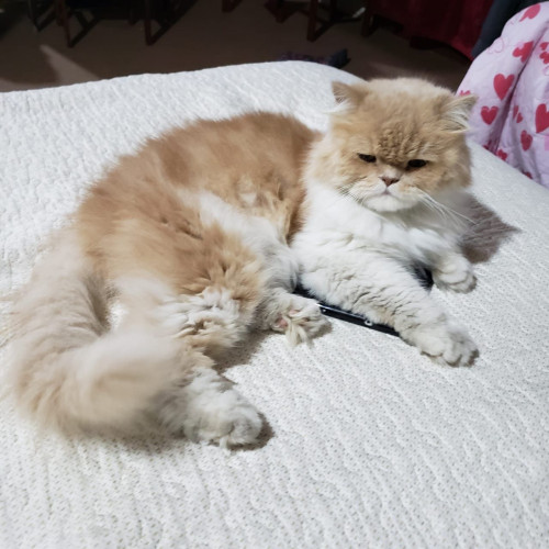 Copito