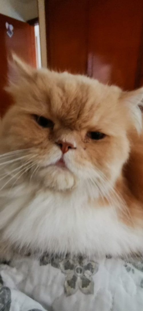 Copito