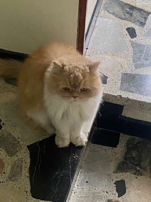Copito