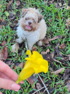 Foto de Molly en  Quintana Roo #2