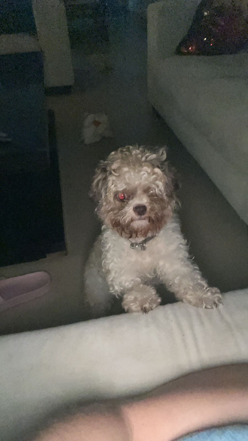 Molly