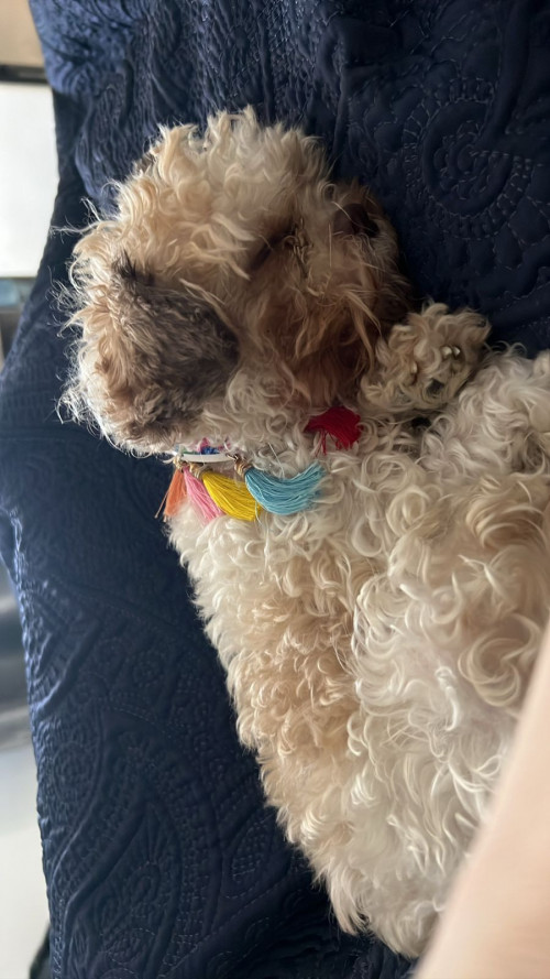 Molly