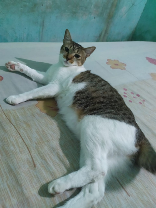 Lili
