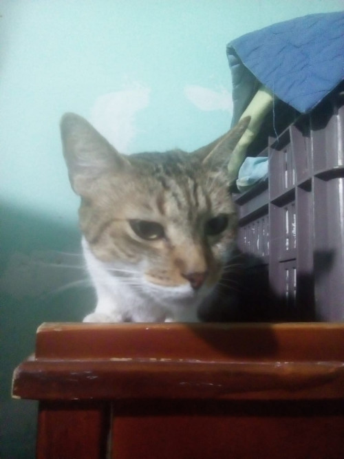 Lili