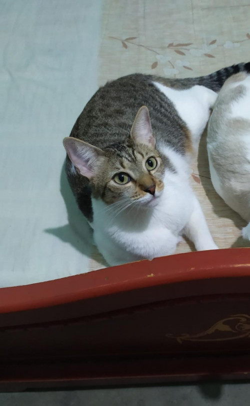 Lili