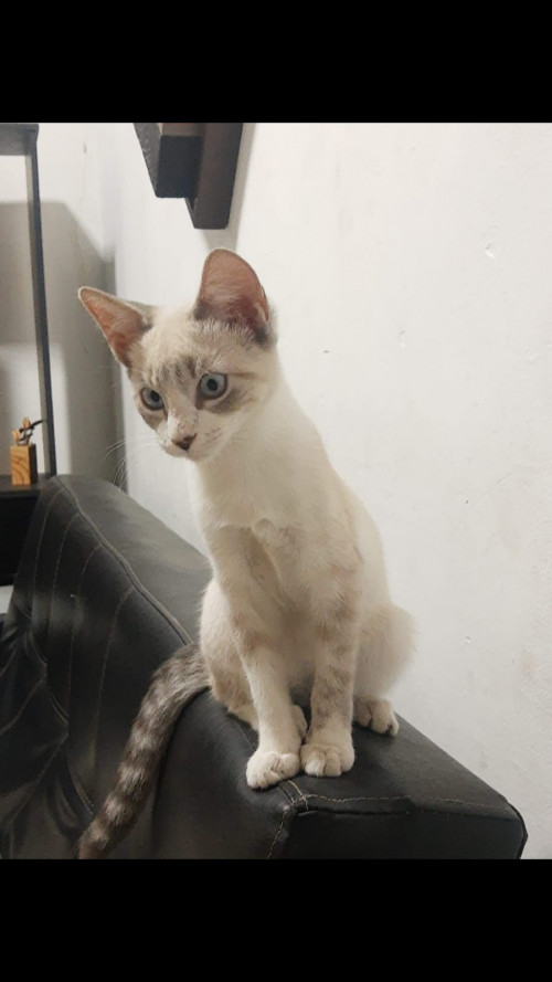 Coco
