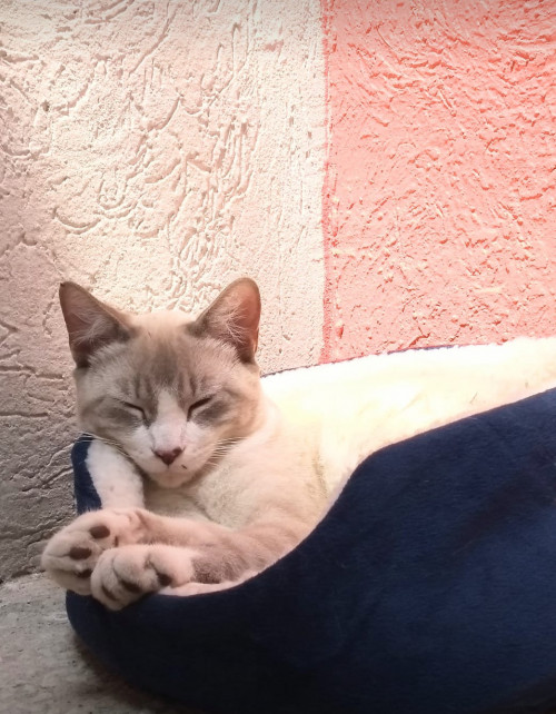 Coco