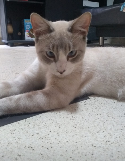 Coco