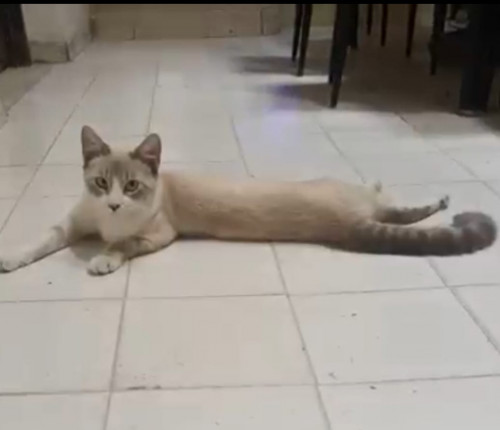 Coco