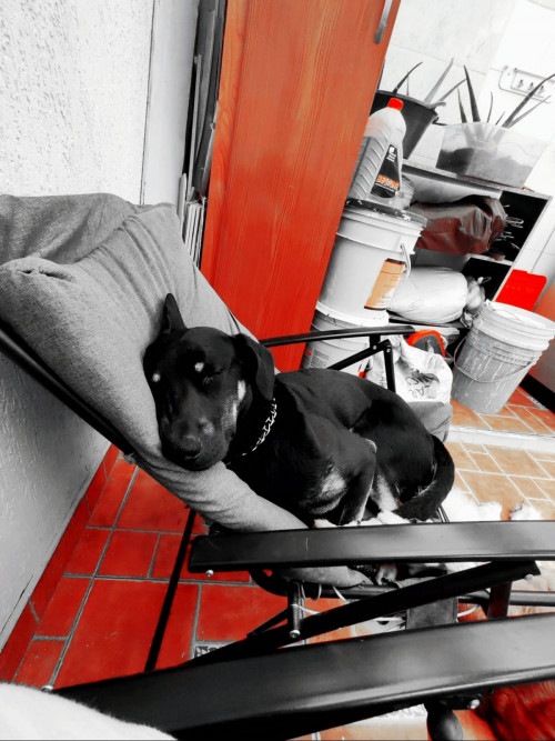 José Luis