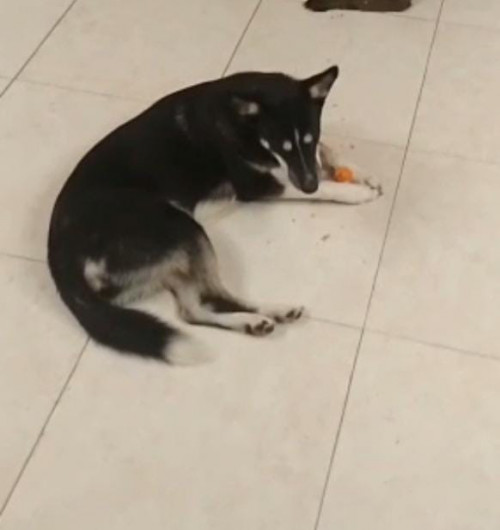 Mía