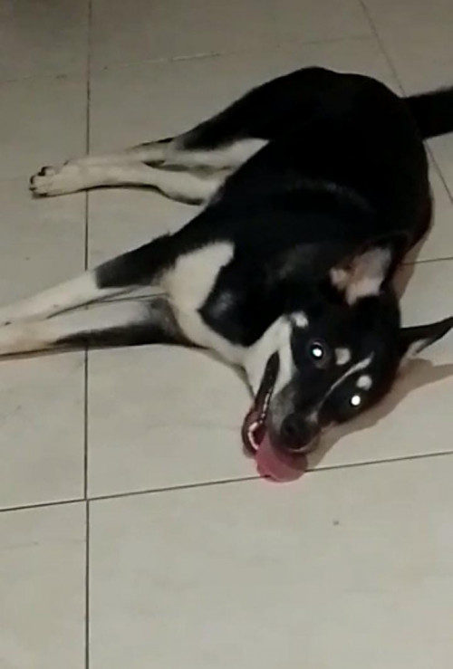 Mía