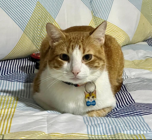 Don Gato