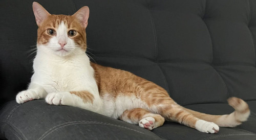 Don Gato