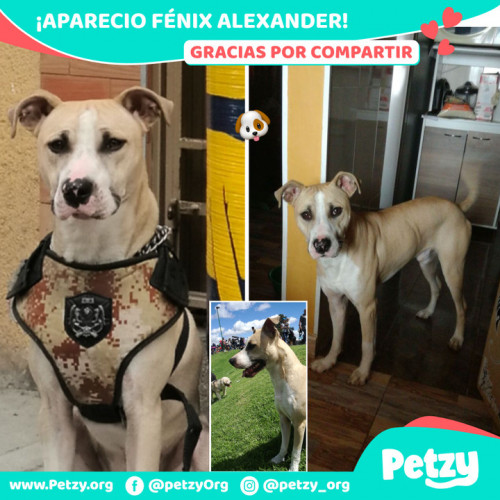 Foto de mascota Fénix Alexander