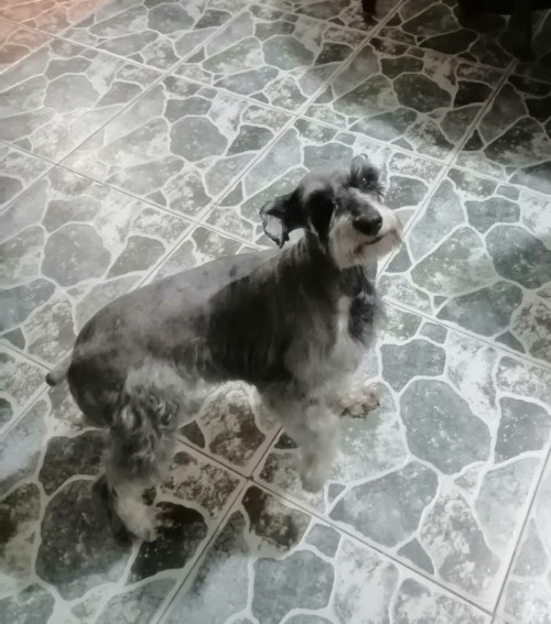 Camila