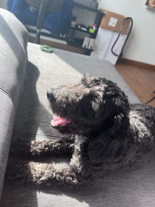 Negra